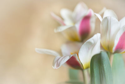 Three tulips with open space on the left pink and white color