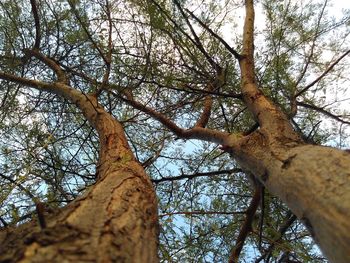 Low angle view of trees against sky