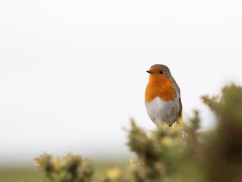 Close-up of a bird