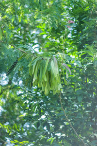 Low angle view of banana tree