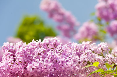 Close-up of pink flowers blooming against sky