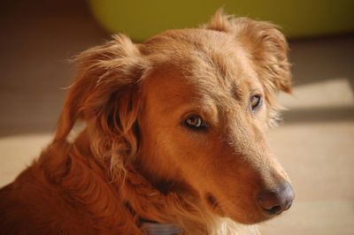 Close-up portrait of dog