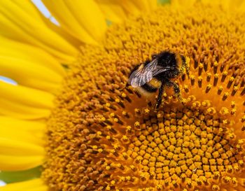 Extreme close-up of bee pollinating on sunflower