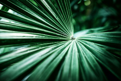 High angle view of palm leaves