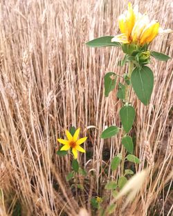 Close-up of yellow daffodil flowers on field