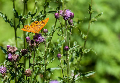 Close-up of butterfly pollinating on purple flower