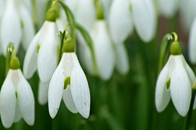 Close-up of white flowers