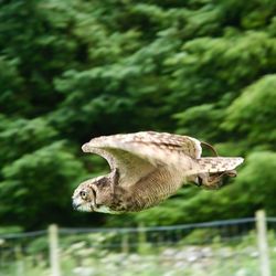 Close-up of a bird flying