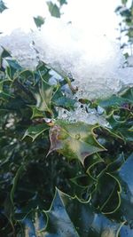 High angle view of leaf amidst plants during winter