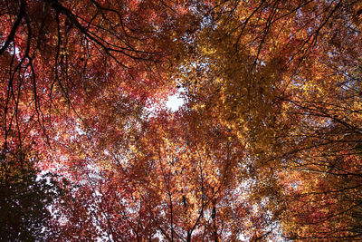 Low angle view of autumnal trees against sky
