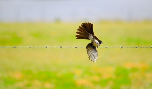 Close-up of bird perching on wall