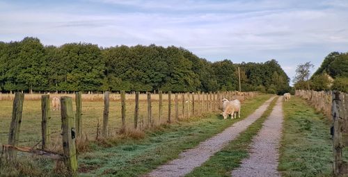 Panoramic view of trees on field against sky