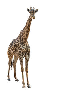 Giraffe standing against white background