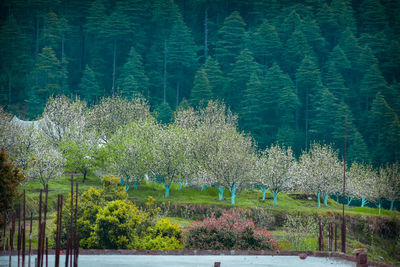 Plants growing on land by lake