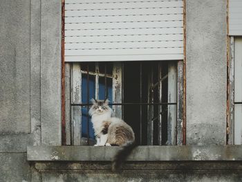 Cat sitting on window sill