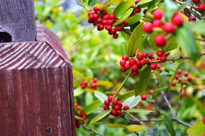 Close-up of red berries growing on tree