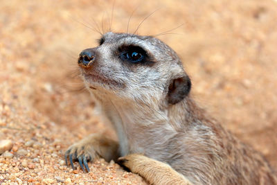 Close-up of meerkat on sand