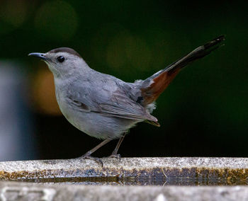 Close-up of bird perching