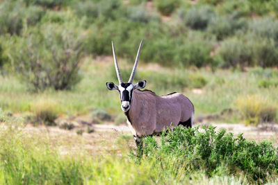 Gemsbok standing on field