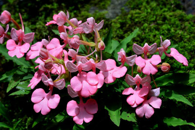 Close-up of pink flowering plants in garden