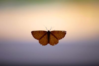 Butterfly on leaf