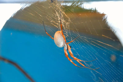 Close-up of spider on web seen through glass