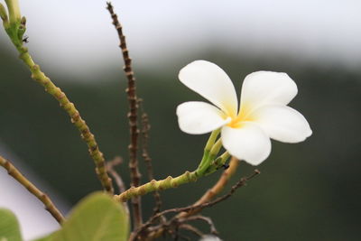 Close-up of flowers blooming outdoors