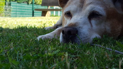 Close-up of dog resting on field