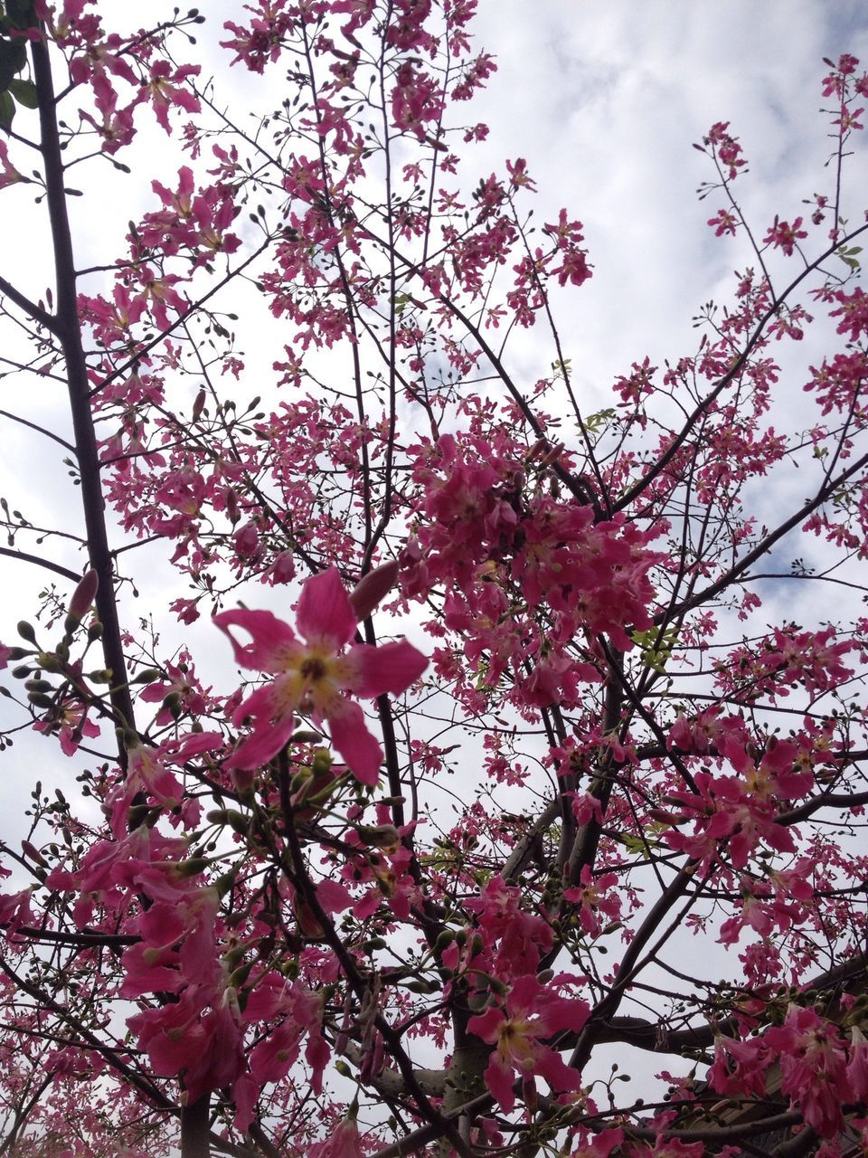 flower, low angle view, growth, freshness, pink color, fragility, beauty in nature, tree, sky, nature, petal, branch, blooming, blossom, pink, flower head, in bloom, plant, outdoors, day