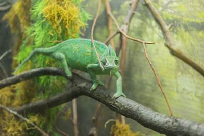 Close-up of chameleon on branch