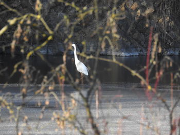 Birds perching on lake