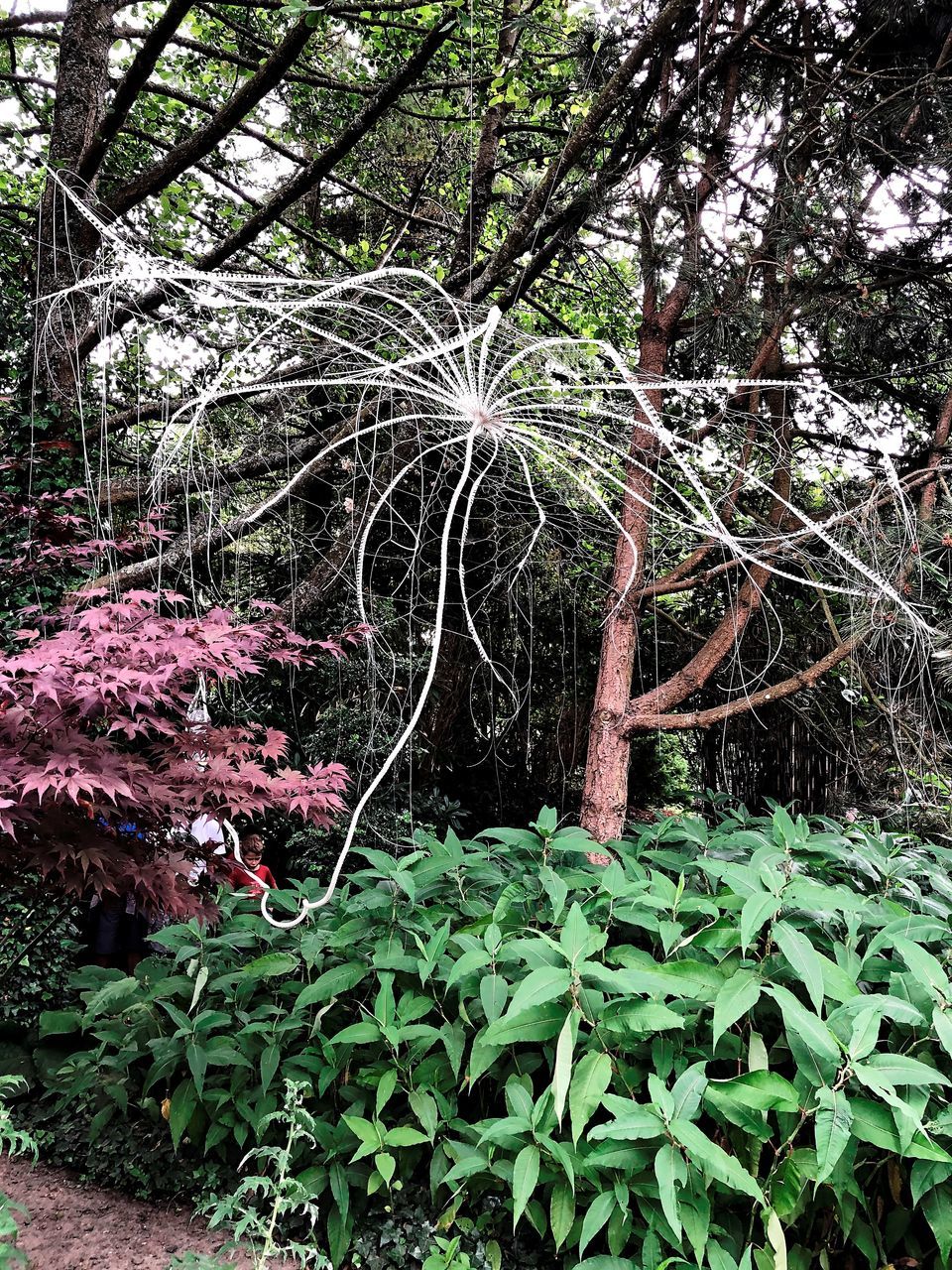 VIEW OF FLOWERING TREES IN THE FOREST