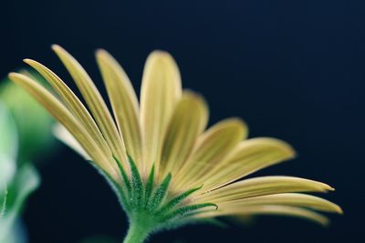 Close-up of yellow flower plant against blurred background