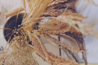 Close-up of cereal plants