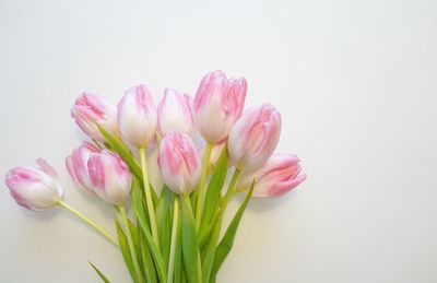 Close-up of pink tulip against white background