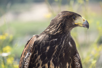 Close-up of eagle