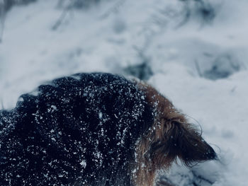 Close-up of a dog on snow covered field