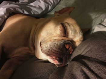 Close-up of french bulldog sleeping on bed at home