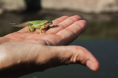 Close-up of hand holding small leaf