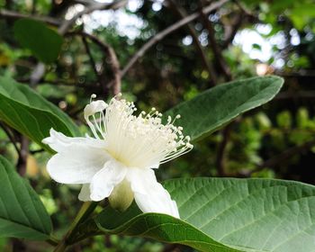 Close-up of white flowering plant