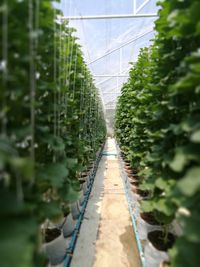 Surface level of plants