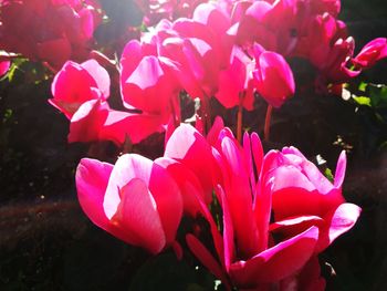 Close-up of pink flowers blooming outdoors