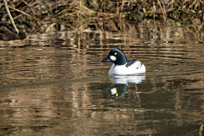 Duck swimming in lake