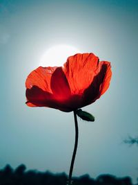 Close-up of red rose against sky