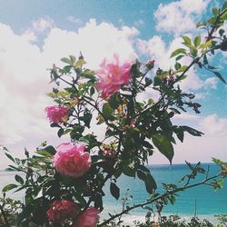 Low angle view of pink flowers blooming against sky