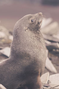 Close-up of seal