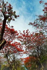 Low angle view of flowering trees against sky during autumn