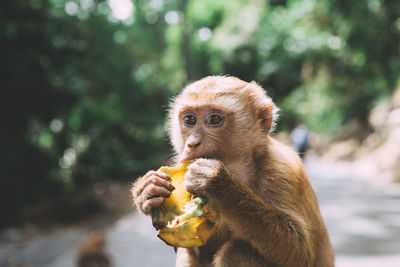 Close up of banana eating fruit