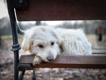 Portrait of dog sitting on bench