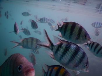 Close-up of fish in aquarium